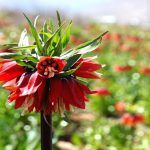 دشت لالههای واژگون: نگین سرخ زاگرس